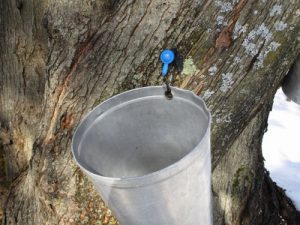 Making Maple Syrup at Home