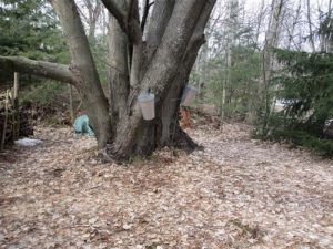 Making Maple Syrup at Home