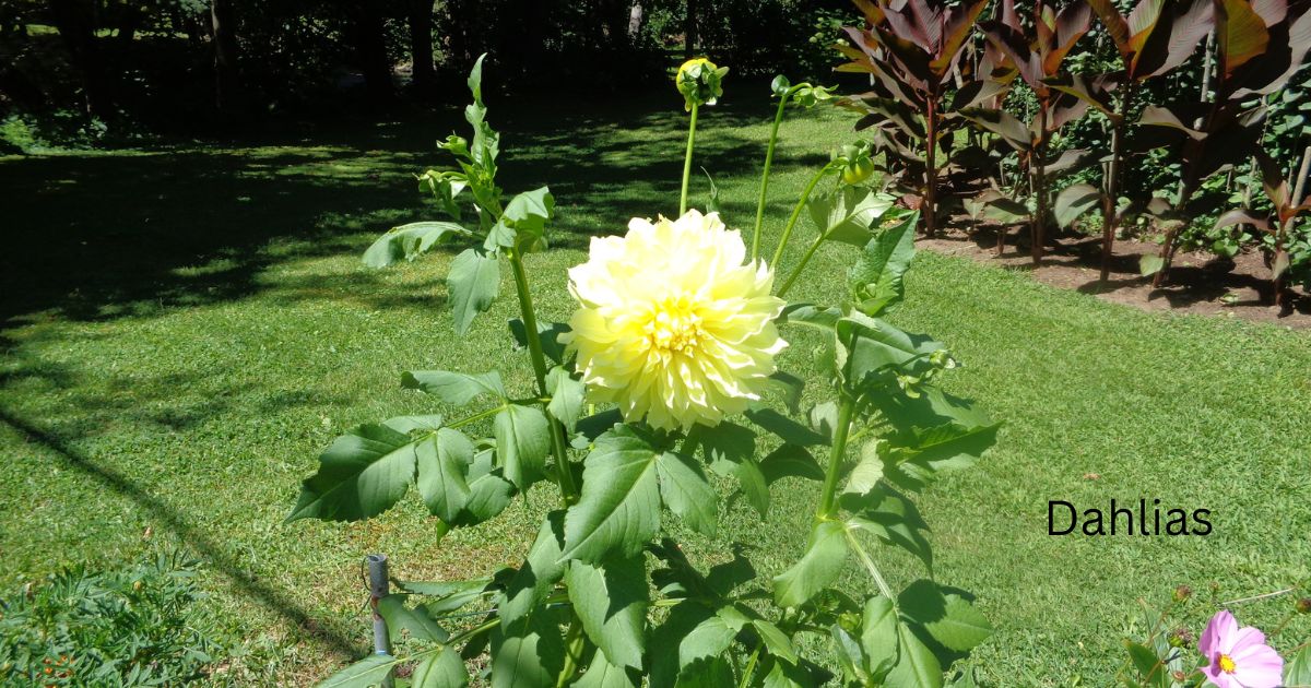 Dahlias