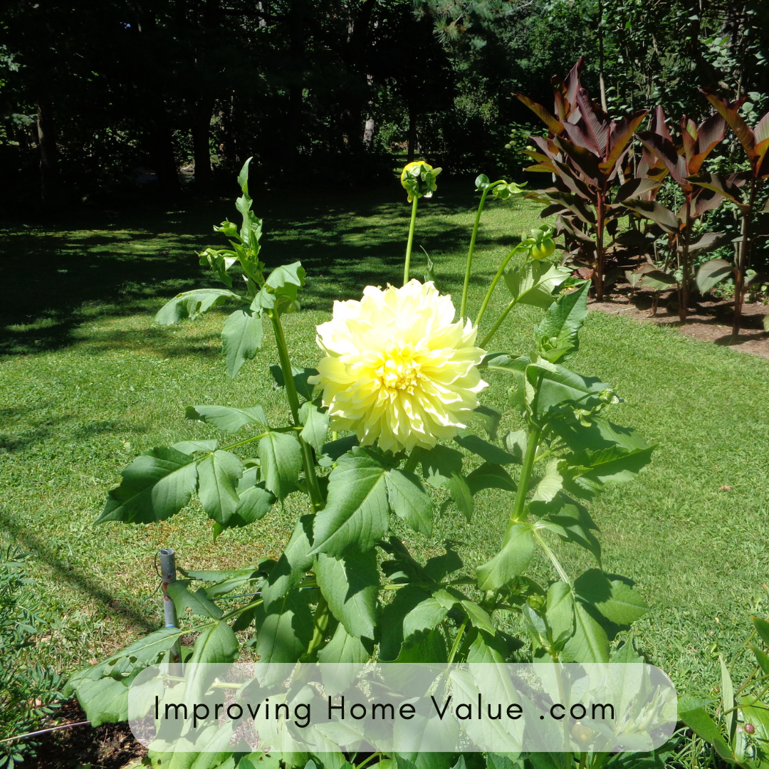 How To Grow And Care For Dahlias