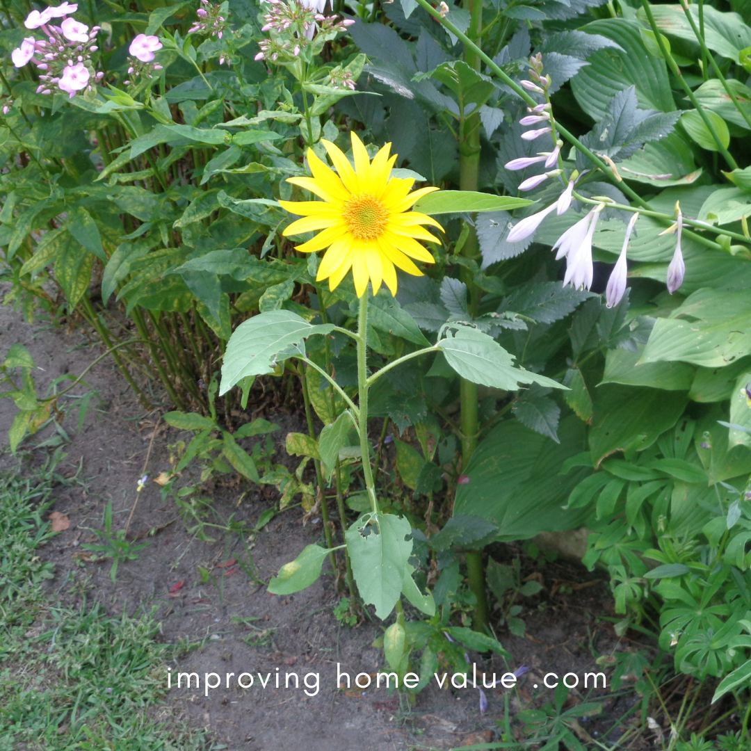 Best Way To Grow Sunflowers 