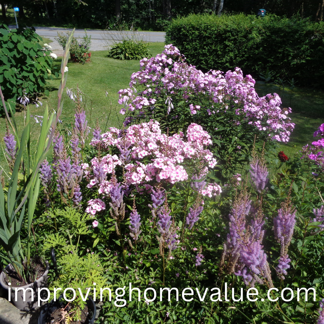 Astilbe Plants