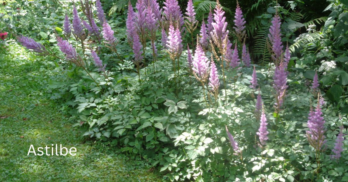 Astilbe Plants