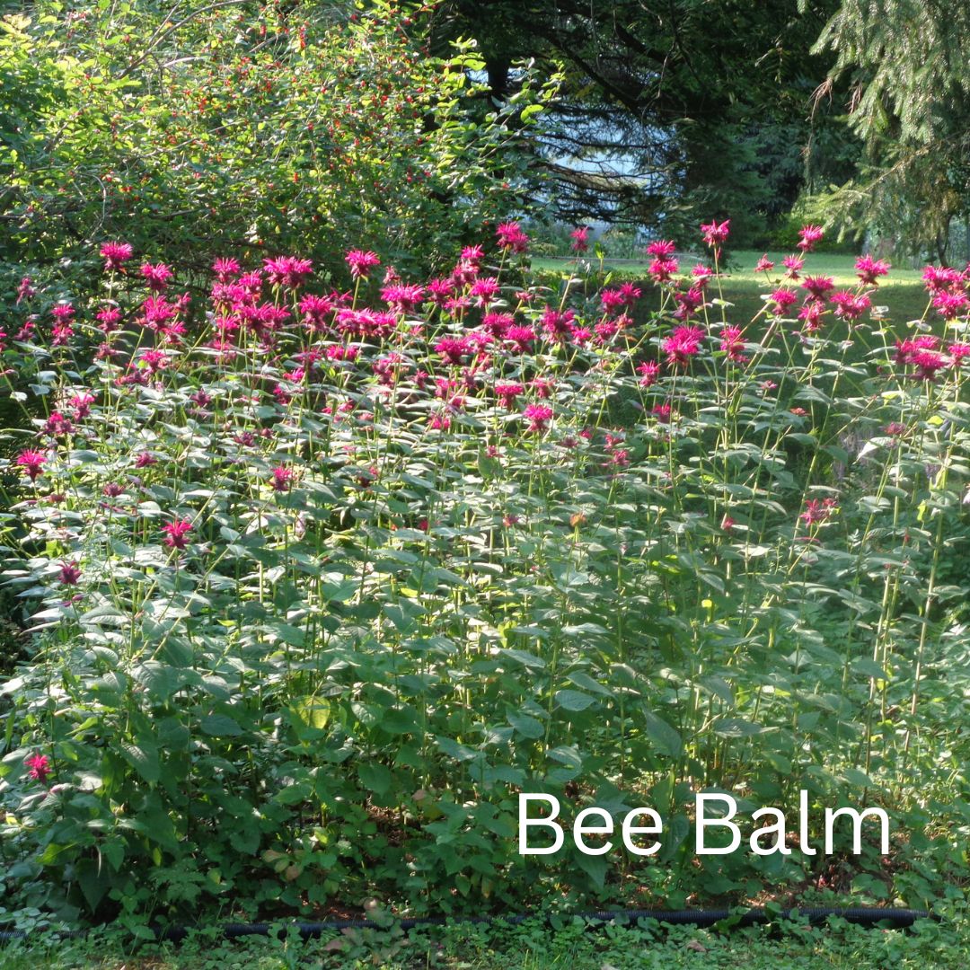 Bee Balm Perennials