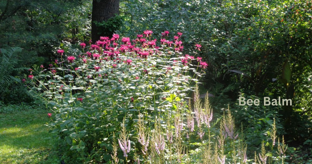 Bee Balm Perennial