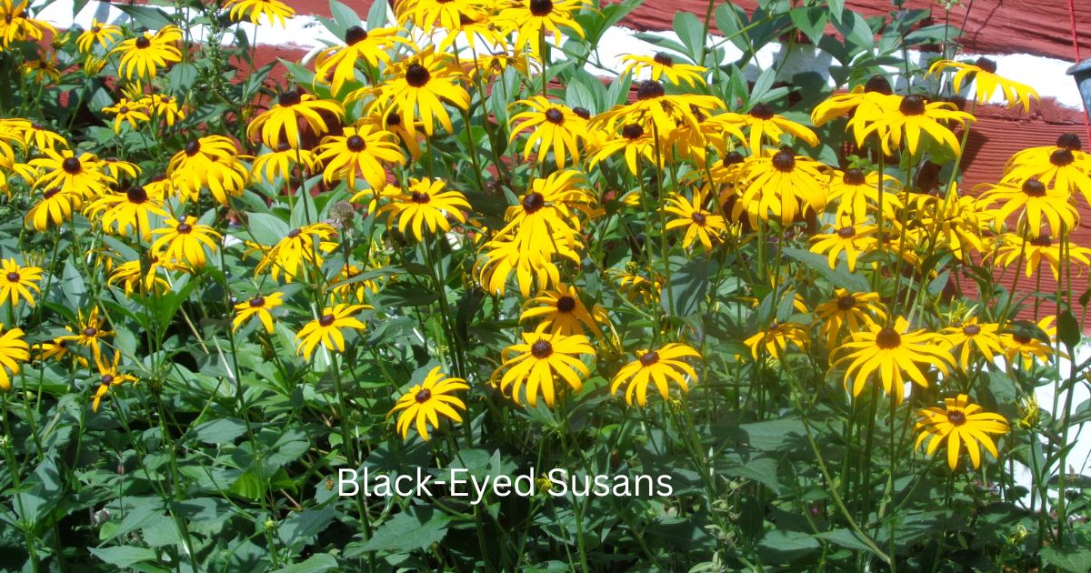 Black-Eyed Susans