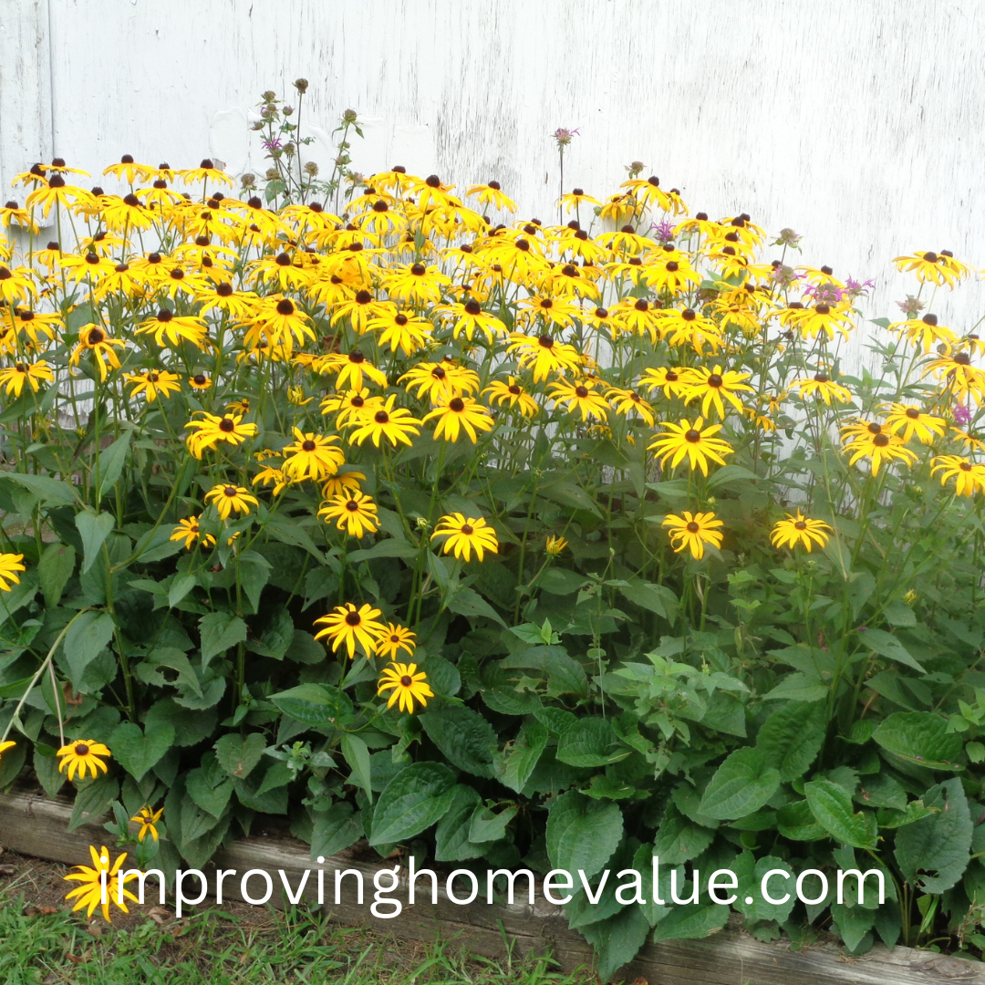 Black-Eyed Susans