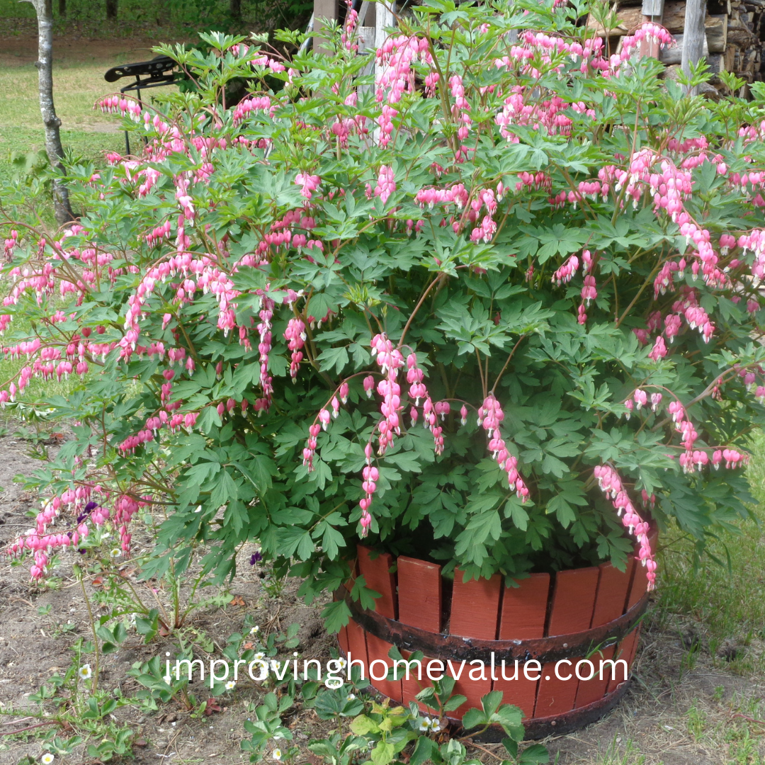 Bleeding Heart Plant