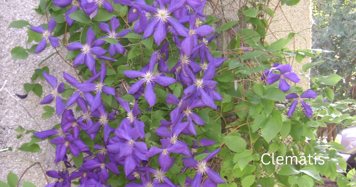 Clematis