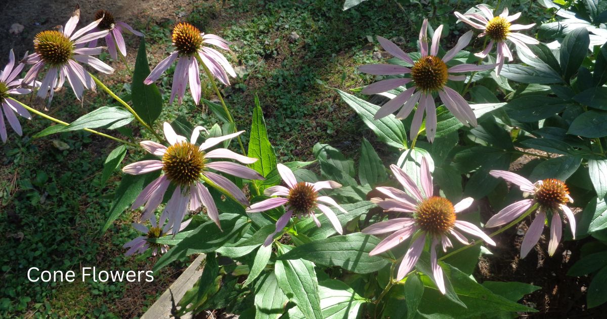 Coneflowers in Your Garden