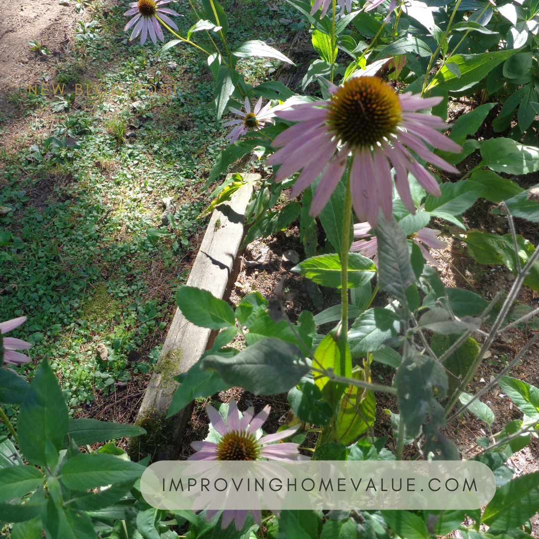 Coneflowers in Your Garden