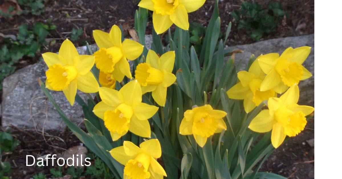 Grow Beautiful Daffodils