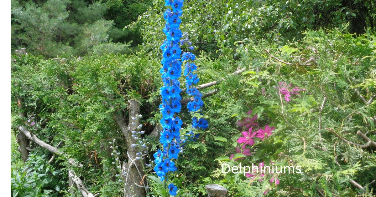 Your Guide To Growing Delphiniums