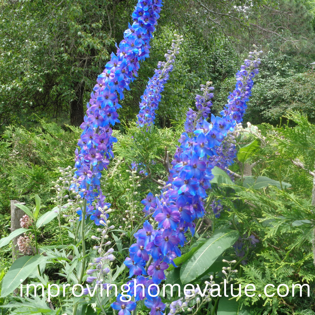 Delphiniums