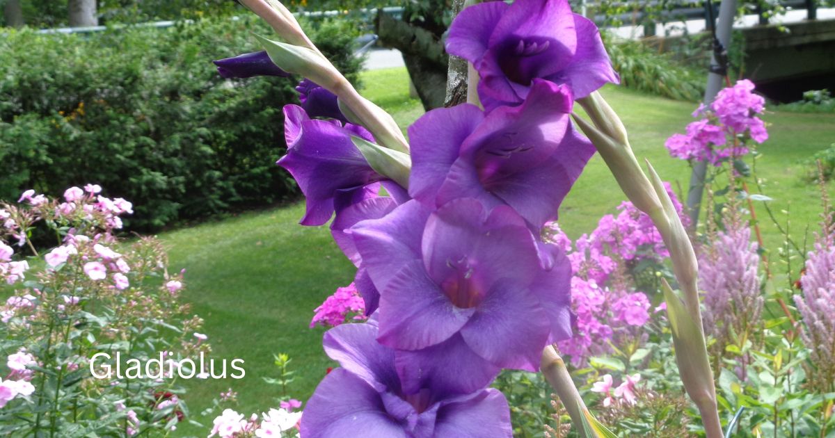 Grow Beautiful Gladiolus