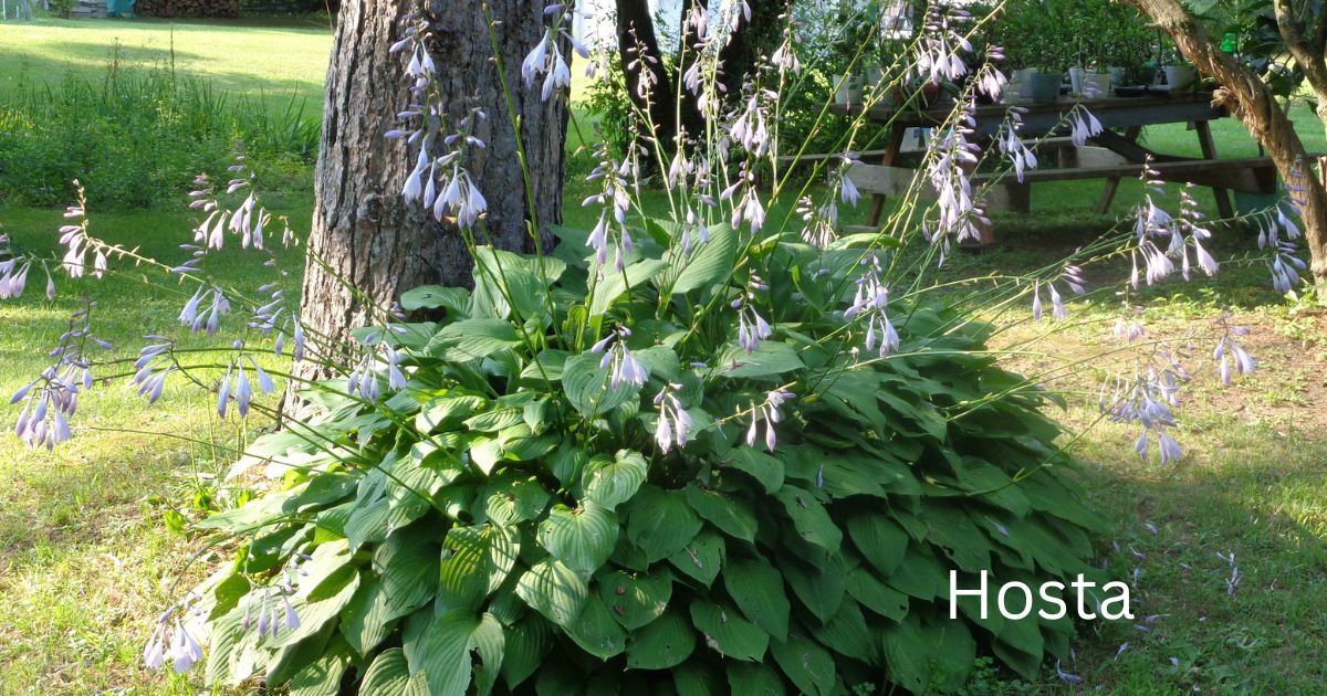 Growing Hosta Plants