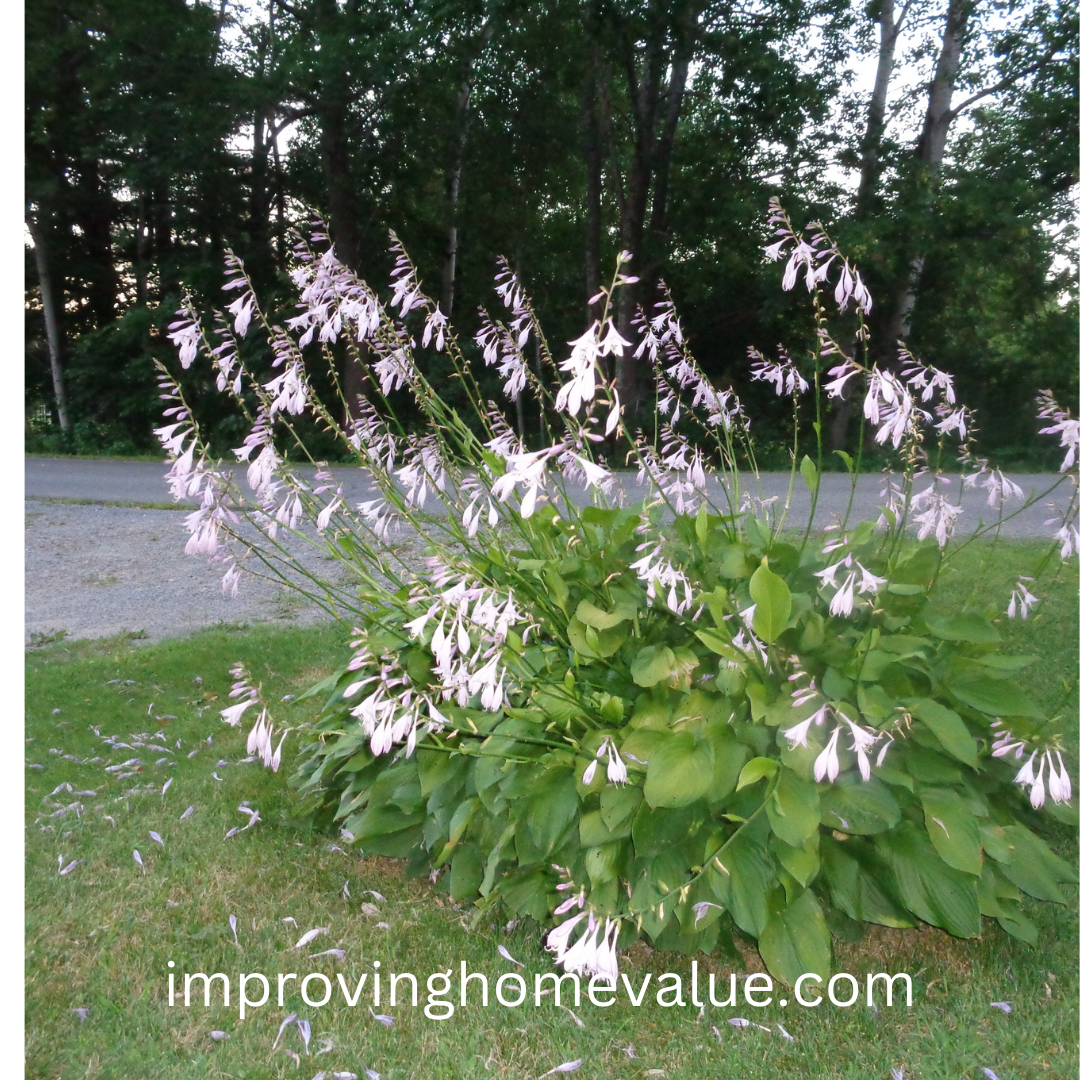 Growing Hosta Plants