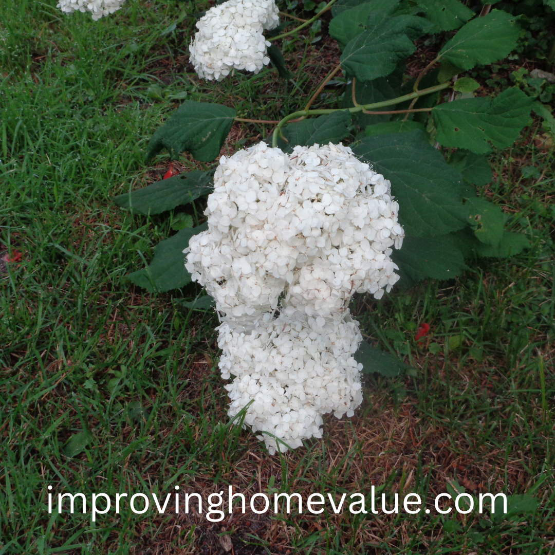 Hydrangeas For Your Garden