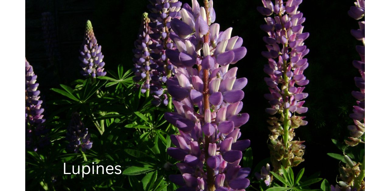 Lupines