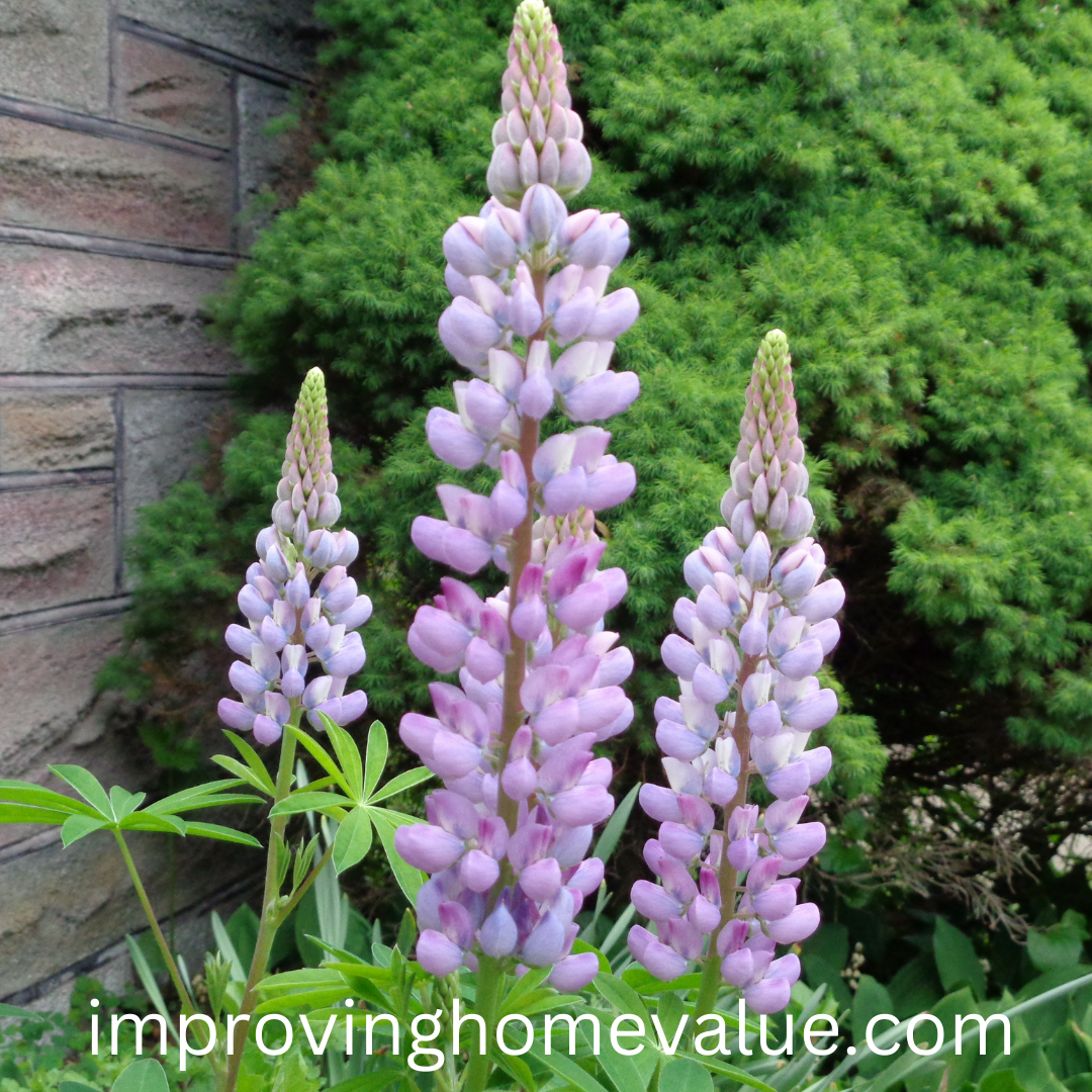 Where To Plant Lupines 