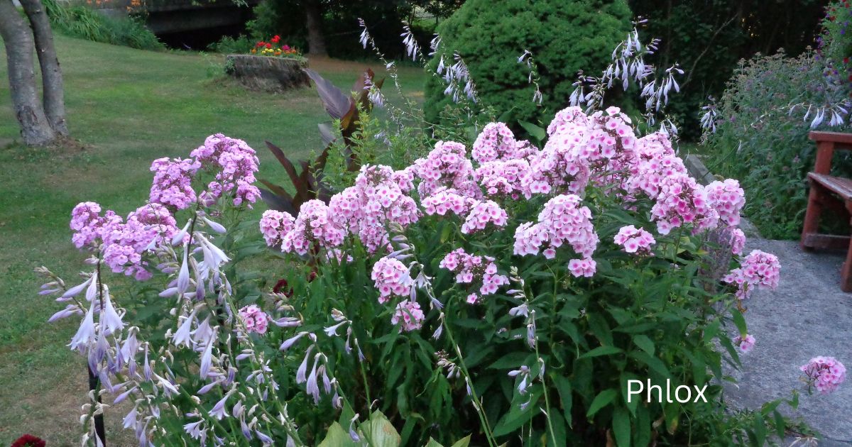 Phlox For Your Garden