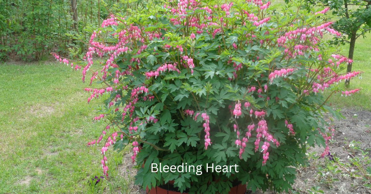 Bleeding Heart Plant Care