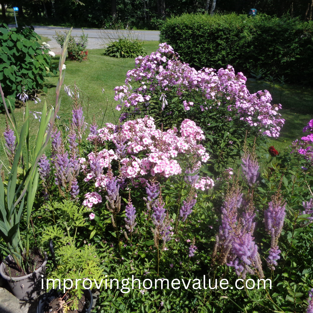 Phlox For Your Garden