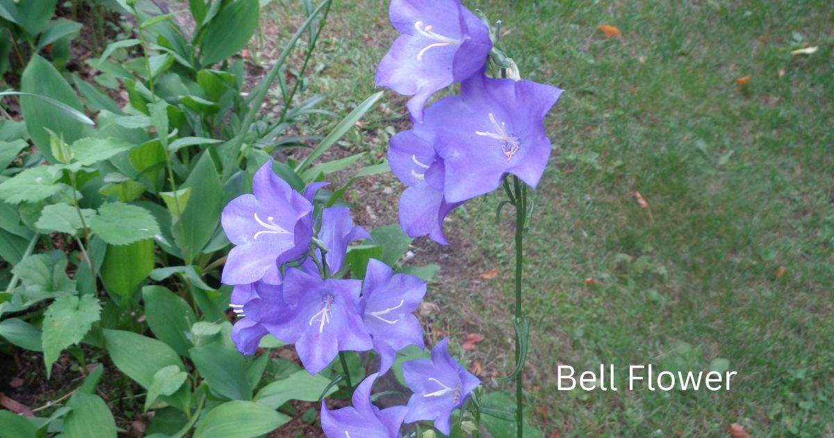 Bell Flower