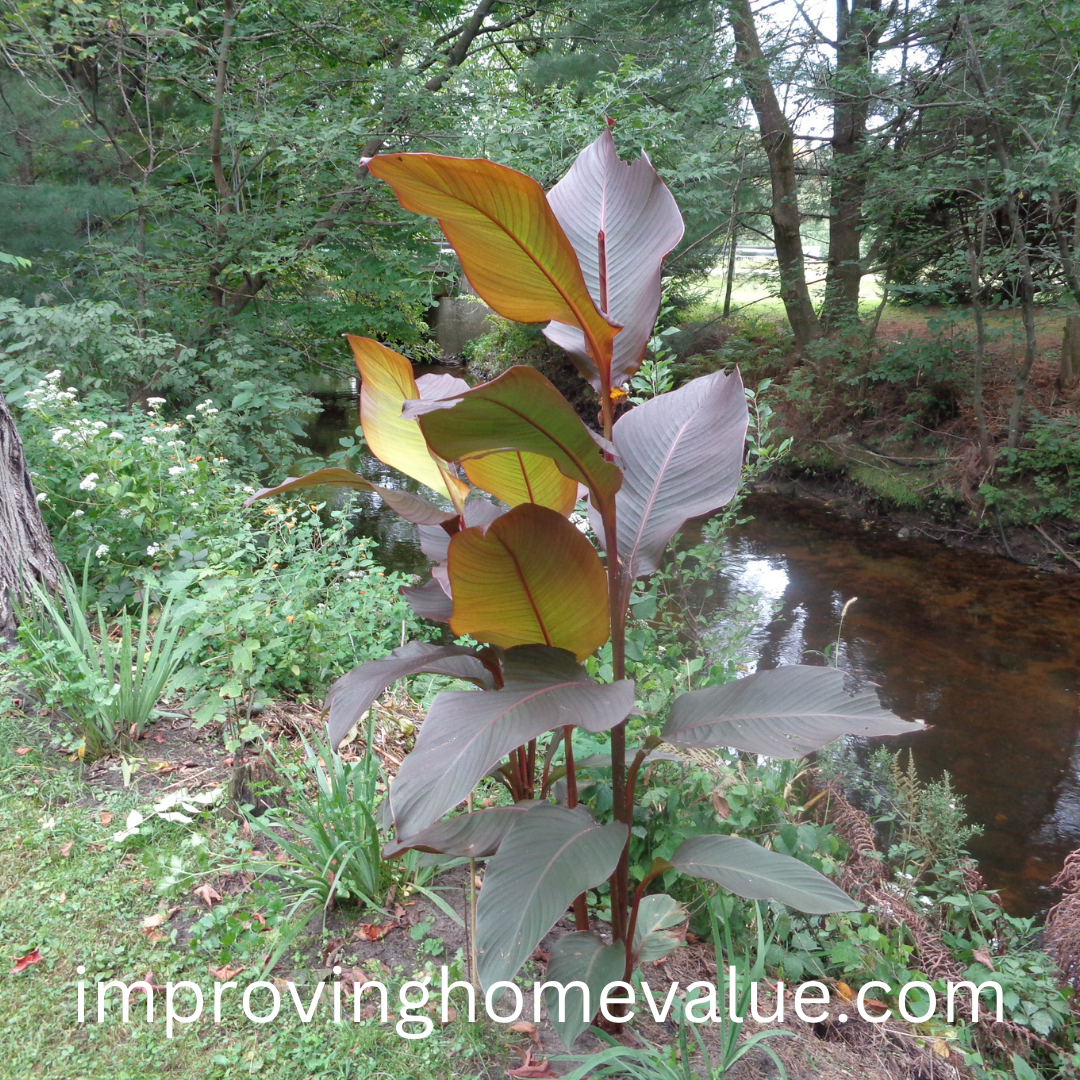 Planting Canna Lilies