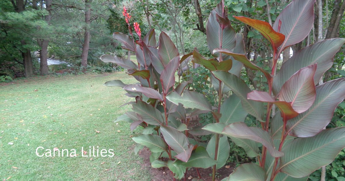 Canna Lilies