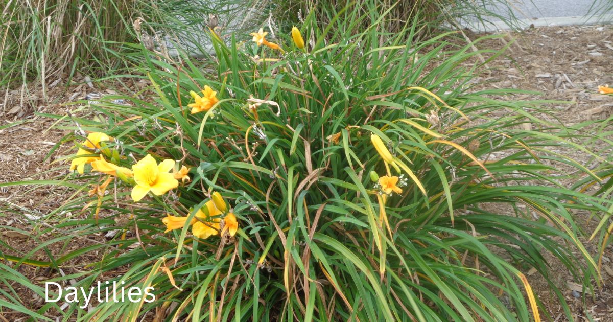 Daylilies