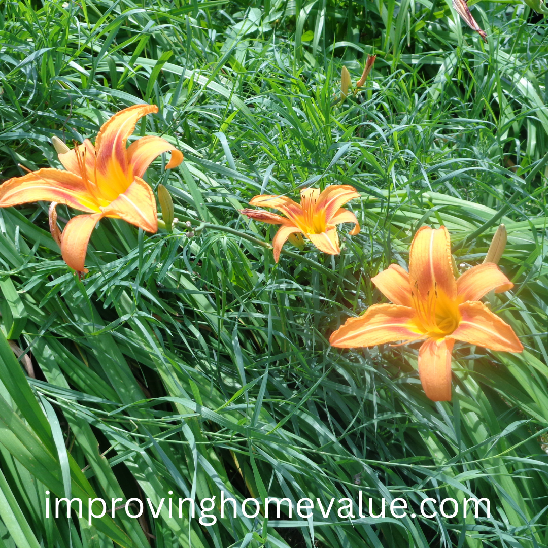 Grow and Care for Daylilies