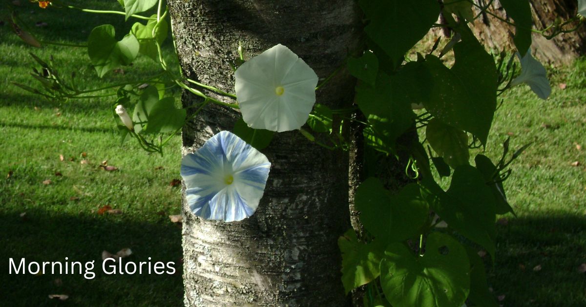 Morning Glories