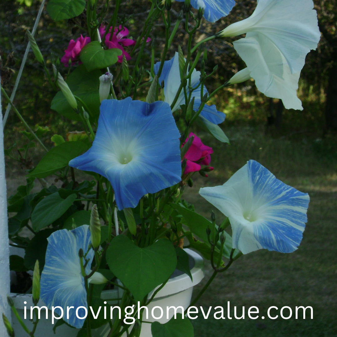 When To Plant Morning Glories 