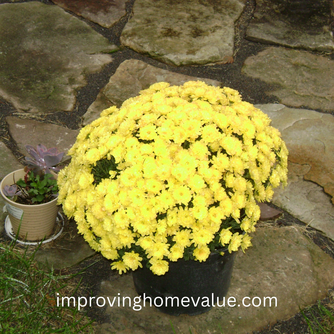 Best Time To Plant Mums