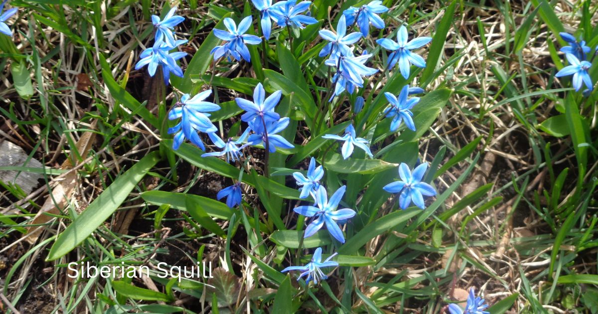 Siberian Squill