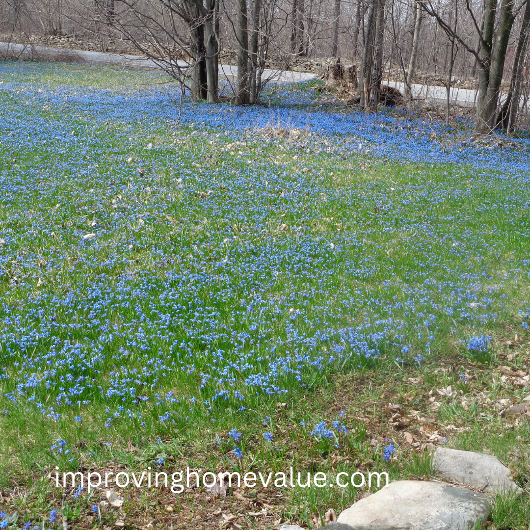 Siberian Squill Flowers