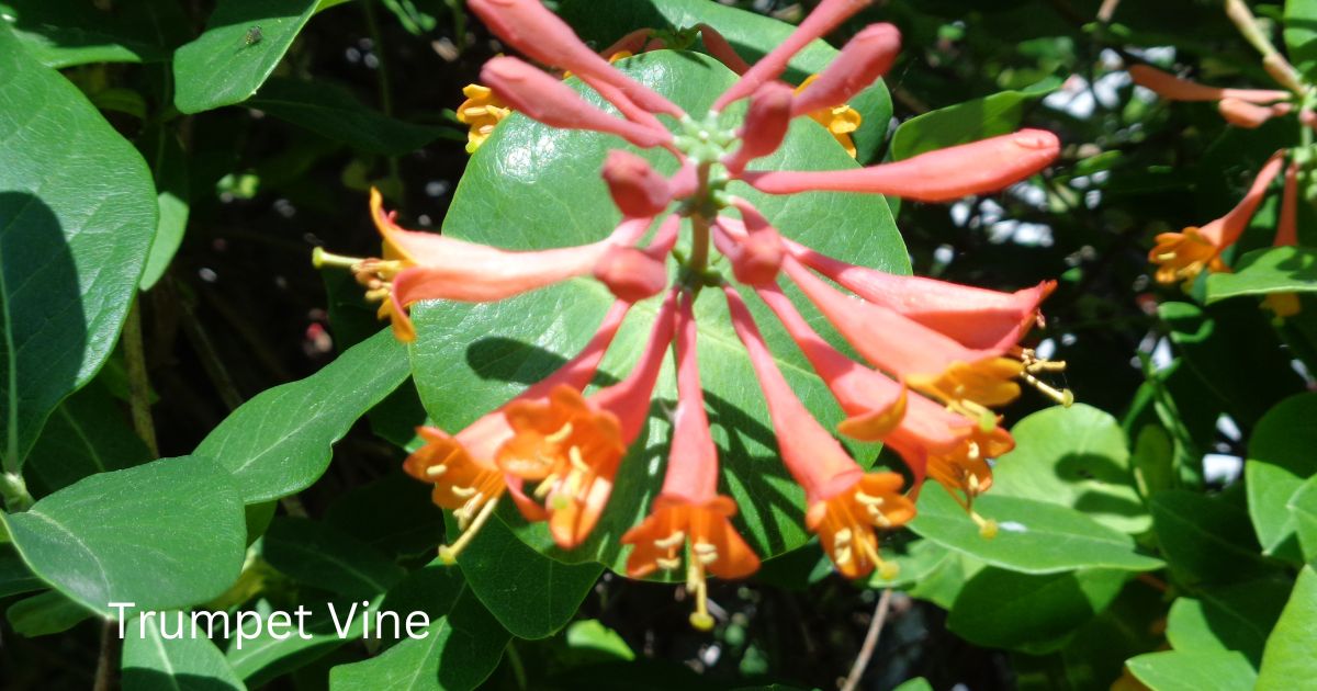 Trumpet Vine