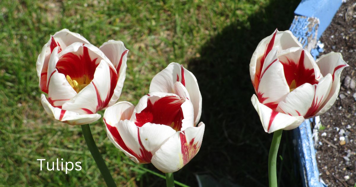 Tulips