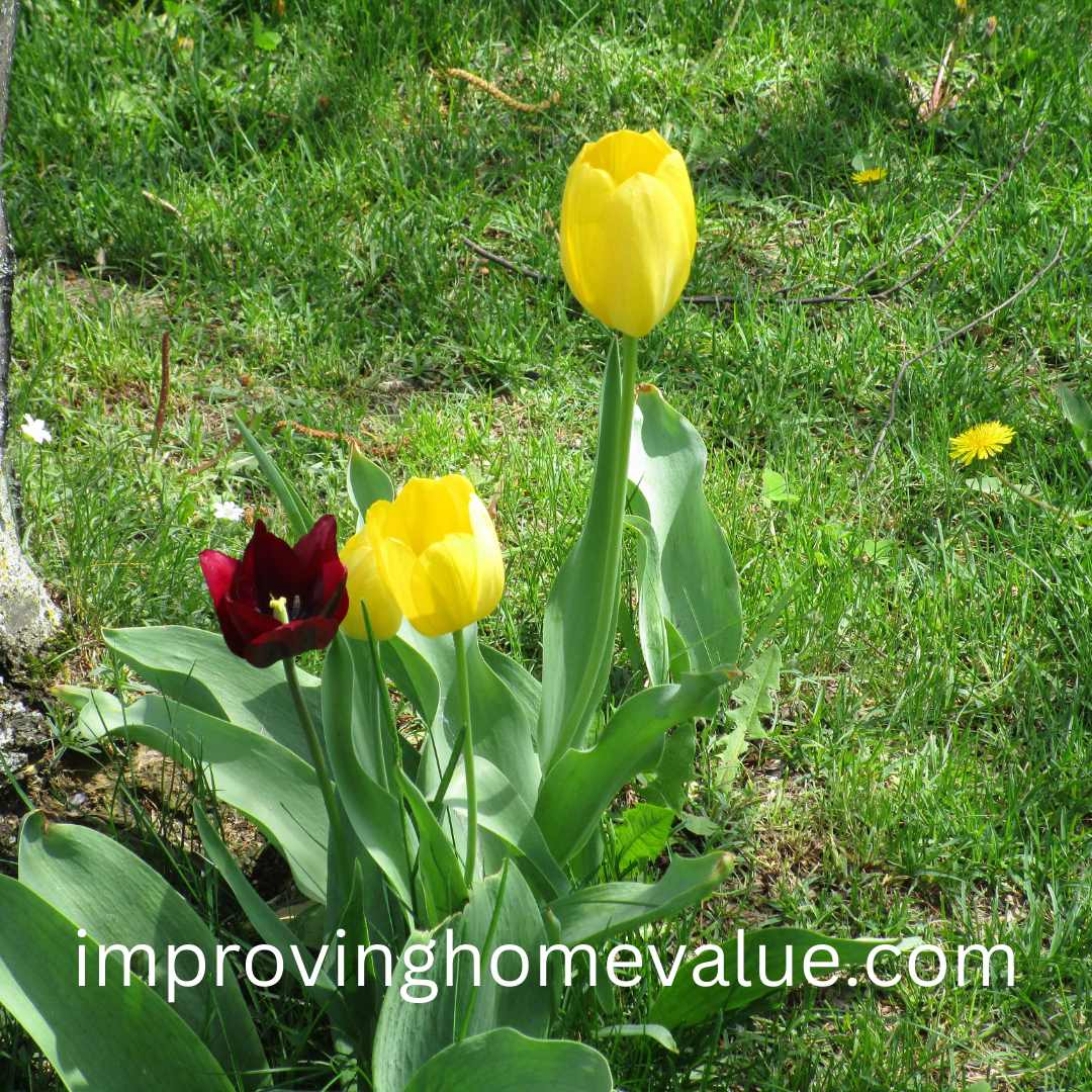 Growing Tulips Outdoors