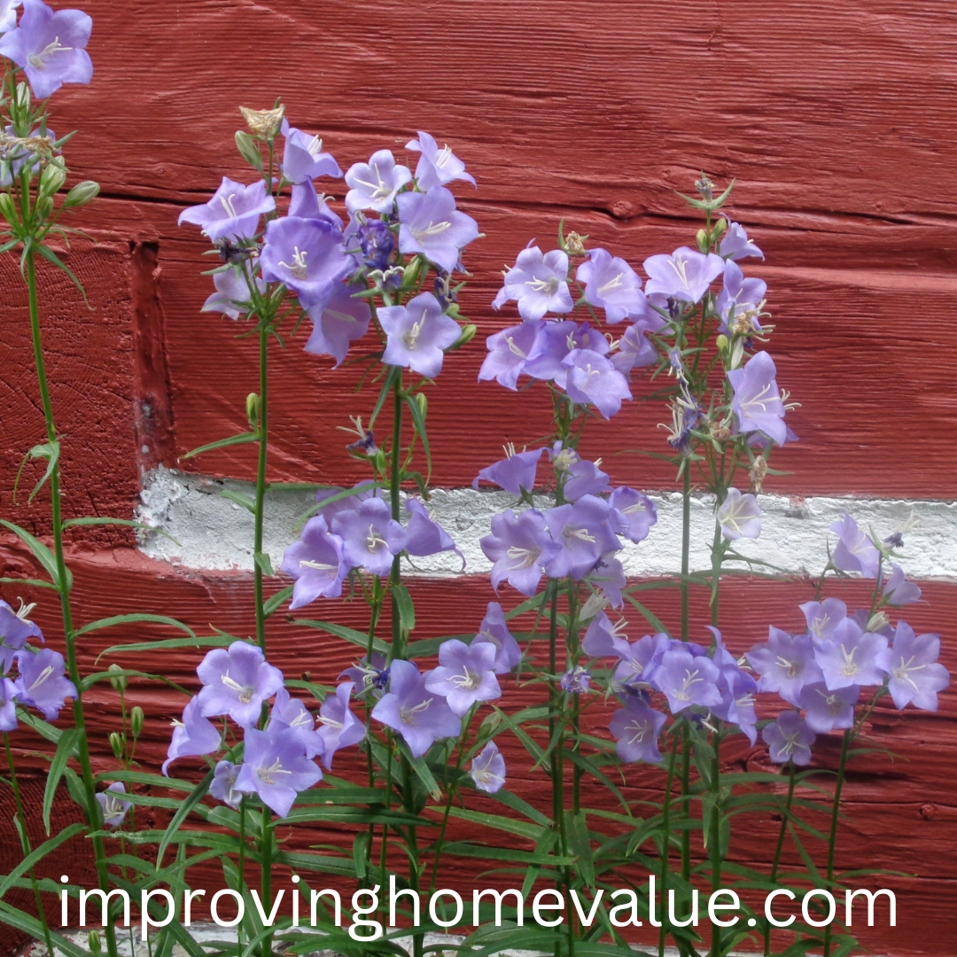 Growing Campanula Bell Flower Plants