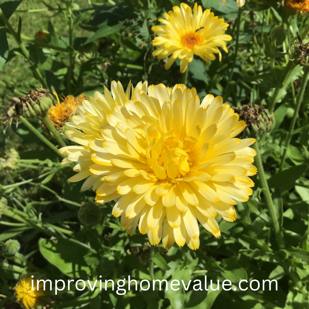 When to Plant Calendula