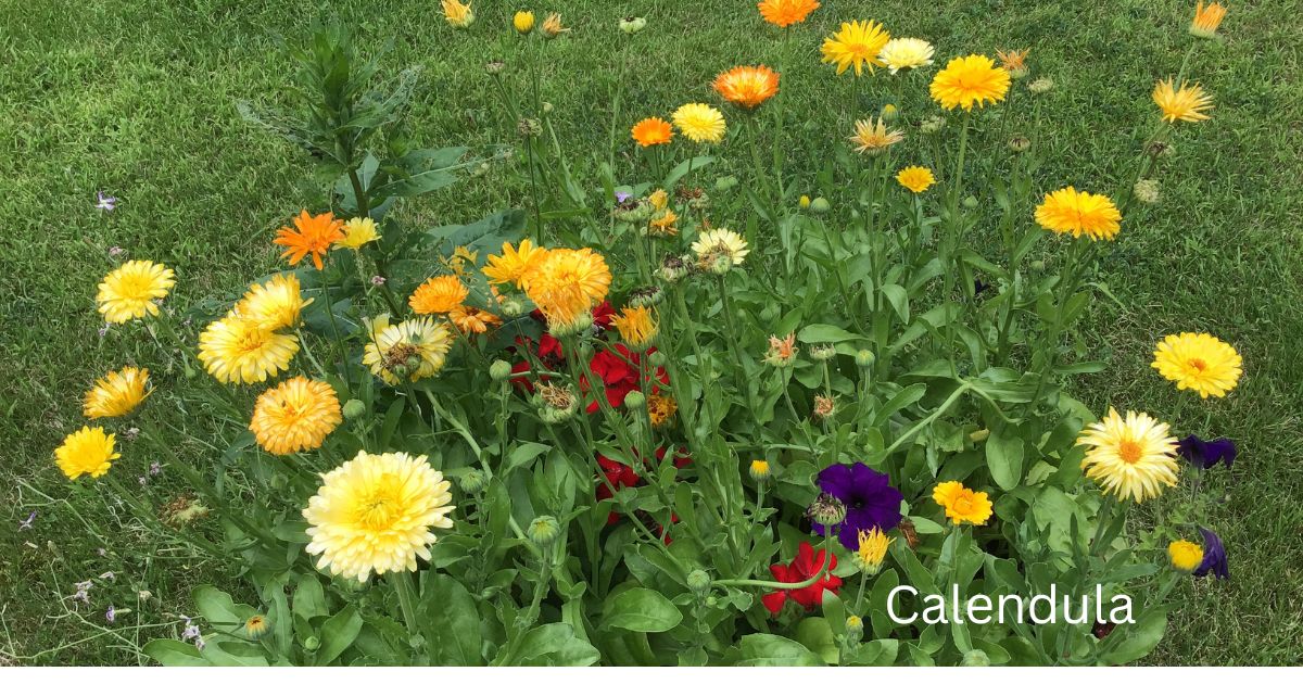 Calendula