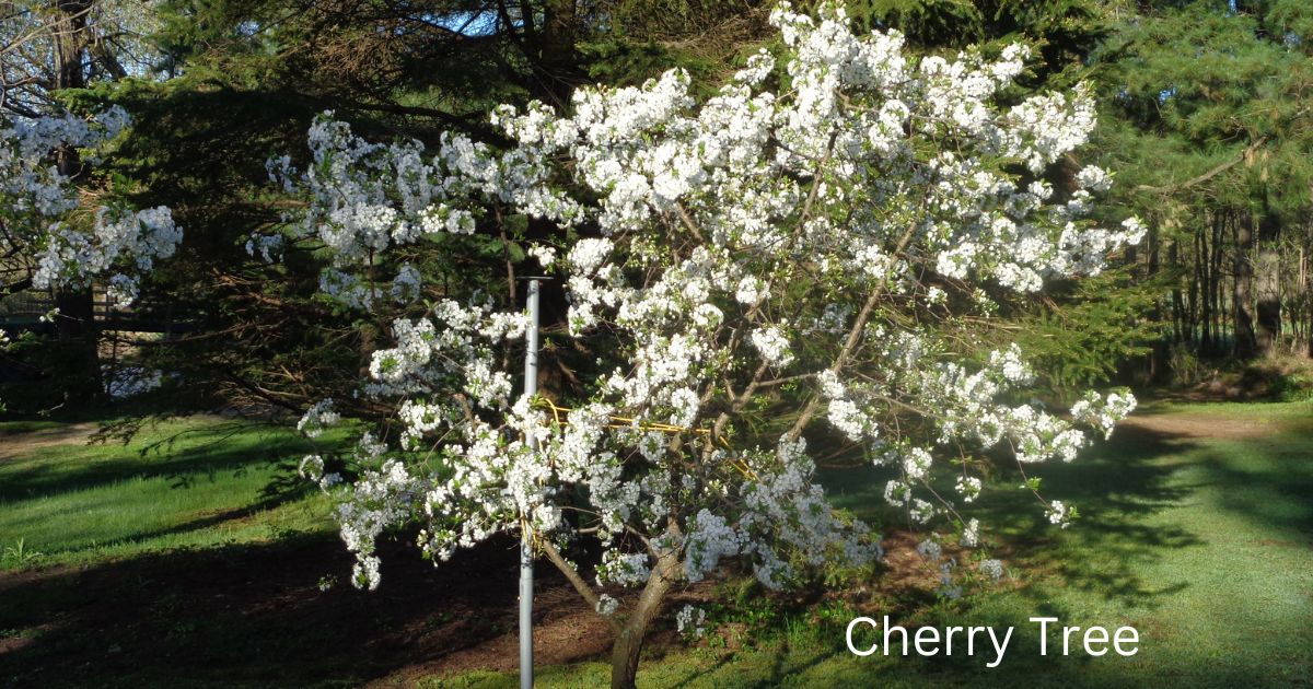 Cherry Trees