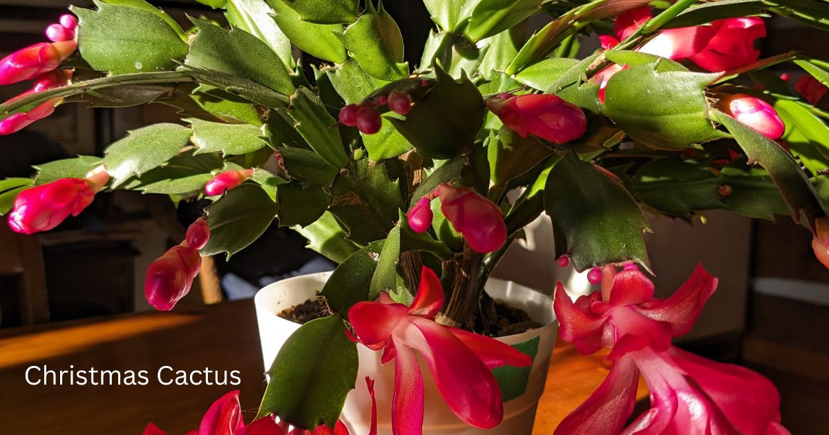 Christmas Cactus