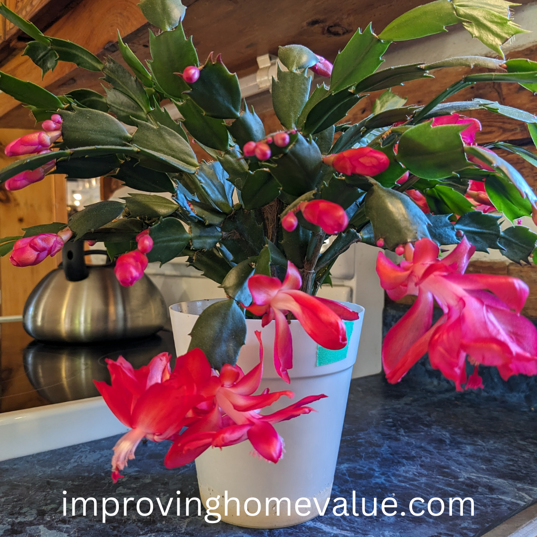 How To Get A Christmas Cactus To Bloom