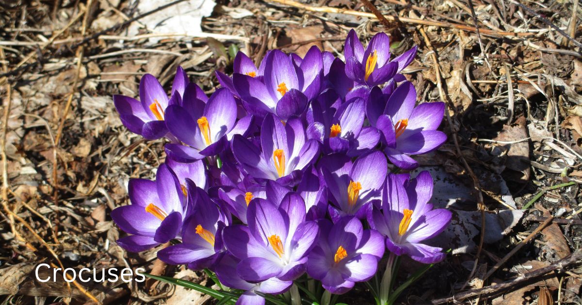 Crocuses