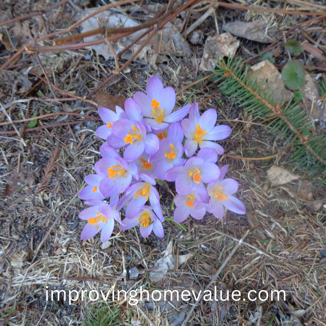 All About Crocuses