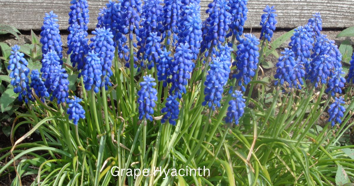 Grape Hyacinth