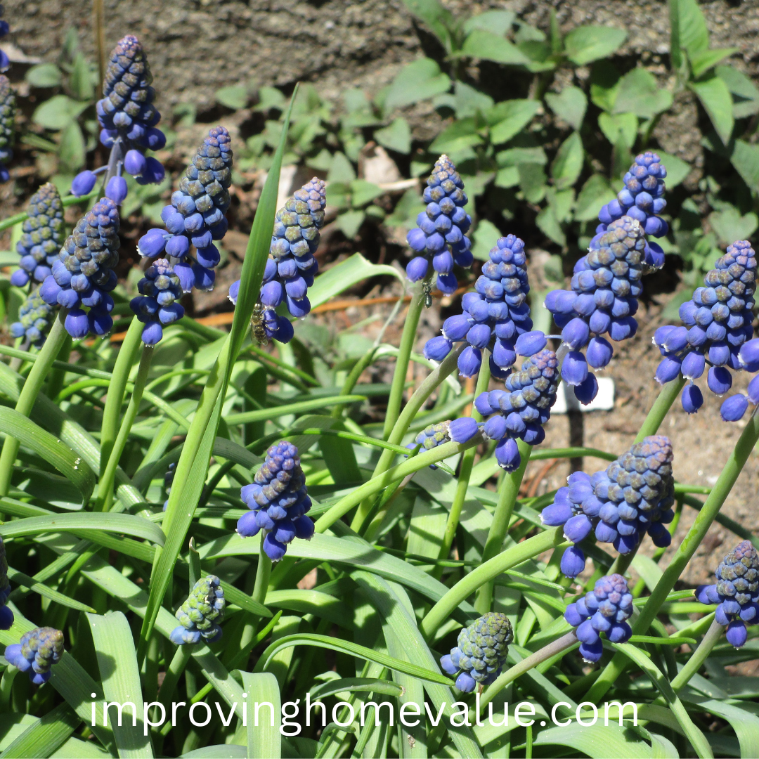 Growing Grape Hyacinth